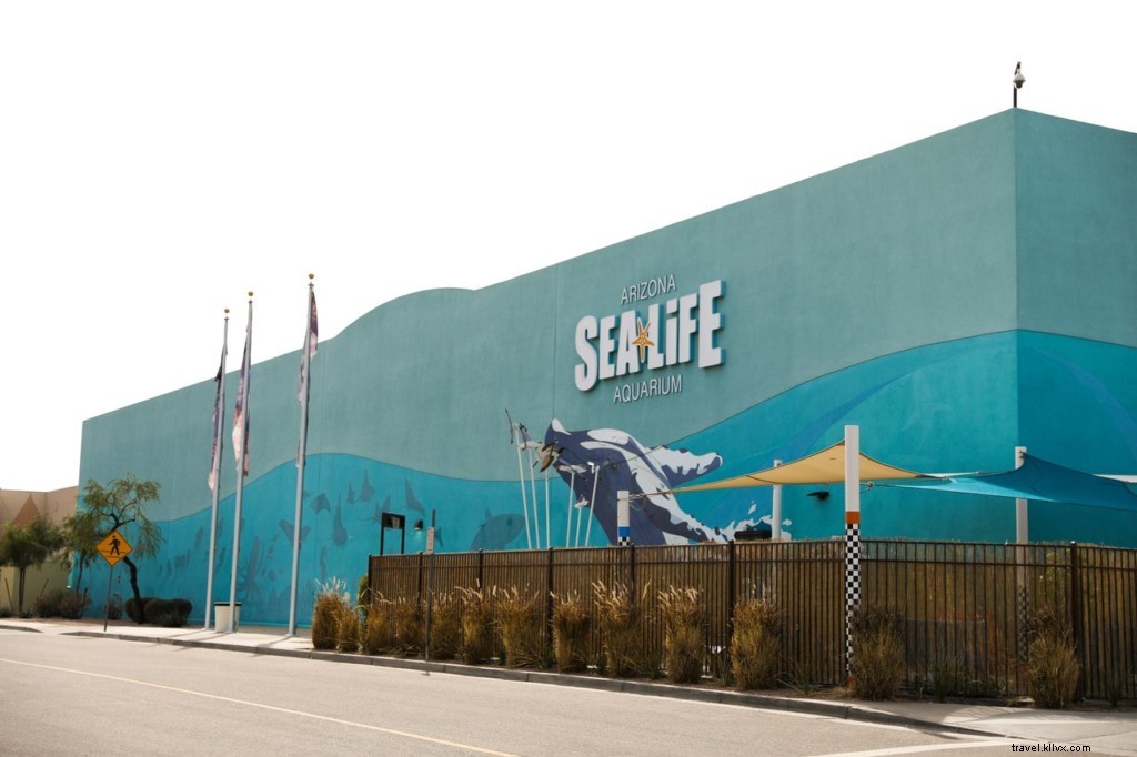 Explore Tempe Virtually: Top Museums, Zoos, and Attractions from Home