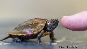 Tennessee Aquarium s Year of the Turtle: New Exhibits, Events, and Conservation Highlights