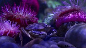 Tennessee Aquarium s Year of the Turtle: New Exhibits, Events, and Conservation Highlights