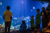 Ultimate Guide: Top Things to Do in Chattanooga During Moon River Music Festival