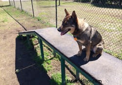 Ultimate Guide to Dog-Friendly Adventures in Chattanooga