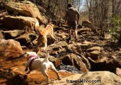 Best Dog-Friendly Hiking and Trail Running Spots Near Chattanooga