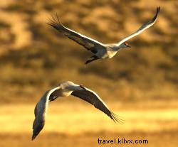 Ultimate Guide to Chattanooga s Premier Birdwatching Destinations