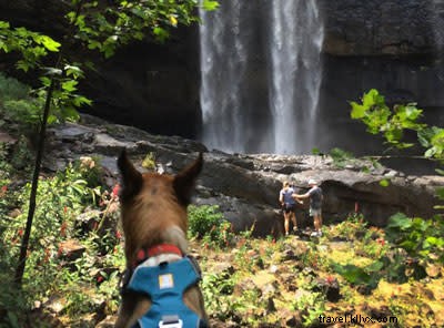 Top Pet-Friendly Trails and Adventures in Chattanooga for Dogs and Owners