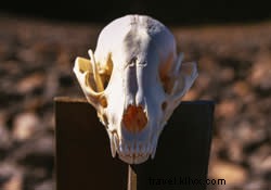 5 Must-See Sporting Events in Chattanooga This May