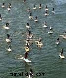 Ultimate Guide to Stand-Up Paddleboarding in Chattanooga: Routes, Rentals, and Events