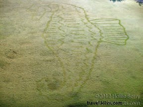 Chattanooga s Dew Artist: Hollie Berry Crafts Giant Animal Portraits from Morning Dew