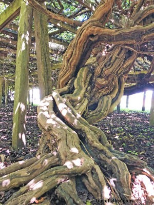 OBX Beer, Wine & Spirits Trail: Discover the Outer Banks  Premier Craft Beverage Guide