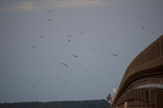 Purple Martins  Annual Return to the Outer Banks  William Umstead Bridge