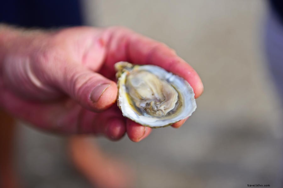 Discover the NC Oyster Trail: Farms, Restaurants, and Coastal Adventures