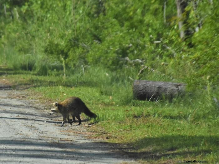 Discover the Protected Lands of North Carolina s Outer Banks: Wildlife Refuges, Parks, and Historic Gems