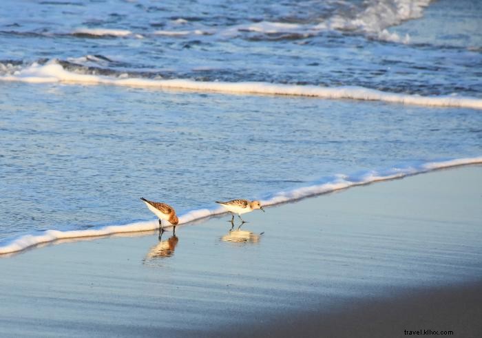 Discover the Protected Lands of North Carolina s Outer Banks: Wildlife Refuges, Parks, and Historic Gems
