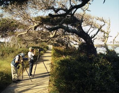 Ultimate Birdwatching Guide: Top Spots and Seasons on the Outer Banks