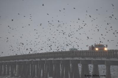 Ultimate Birdwatching Guide: Top Spots and Seasons on the Outer Banks