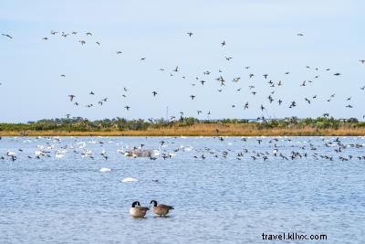 Ultimate Birdwatching Guide: Top Spots and Seasons on the Outer Banks