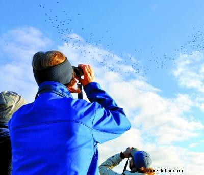 Ultimate Birdwatching Guide: Top Spots and Seasons on the Outer Banks