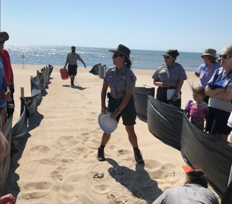 Cape Hatteras National Seashore Breaks Sea Turtle Nesting Record with Over 350 Nests