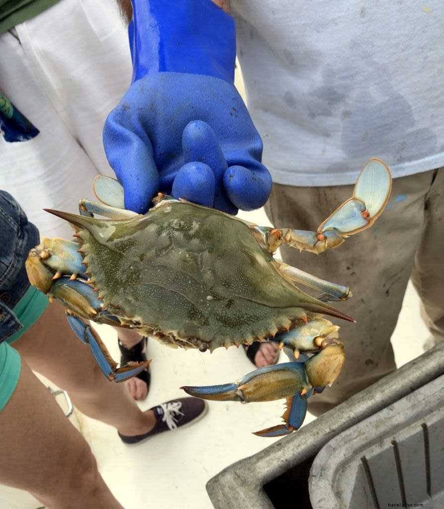 Why the Outer Banks (OBX) is the Ultimate Family Beach Vacation Destination