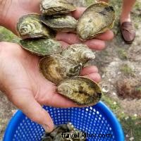 Outer Banks, NC: Beaches, Historic Sites, Lighthouses, and Culinary Delights for Every Traveler