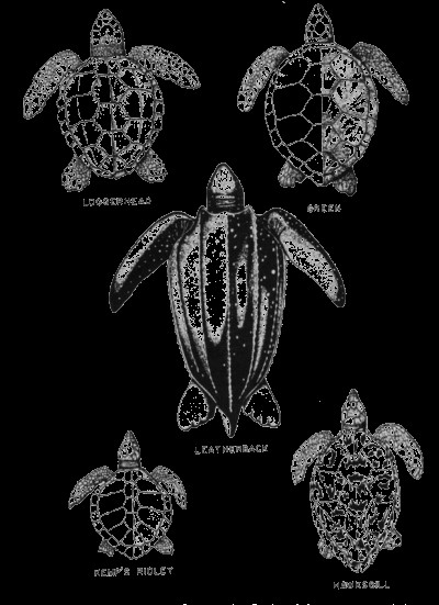 5 Sea Turtle Species Nesting on the Outer Banks (OBX): A Guide by N.E.S.T.