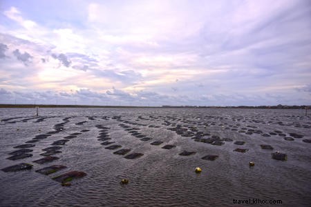 OBX Oysters 101: Your Essential Guide to These Sustainable Seafood Gems