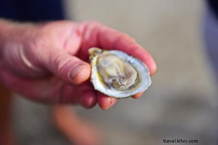 OBX Oysters 101: Your Essential Guide to These Sustainable Seafood Gems