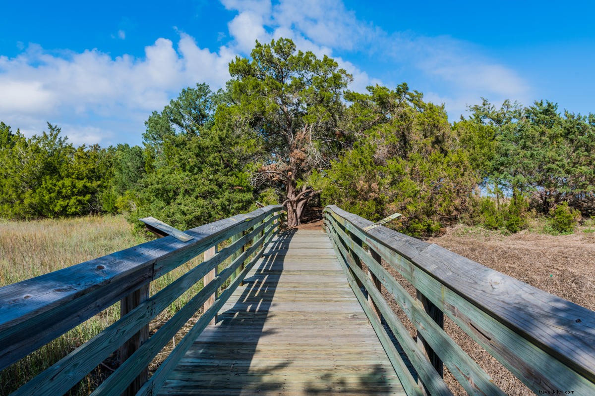 Discover the Golden Isles  Wildlife: Top Trails for Authentic Encounters