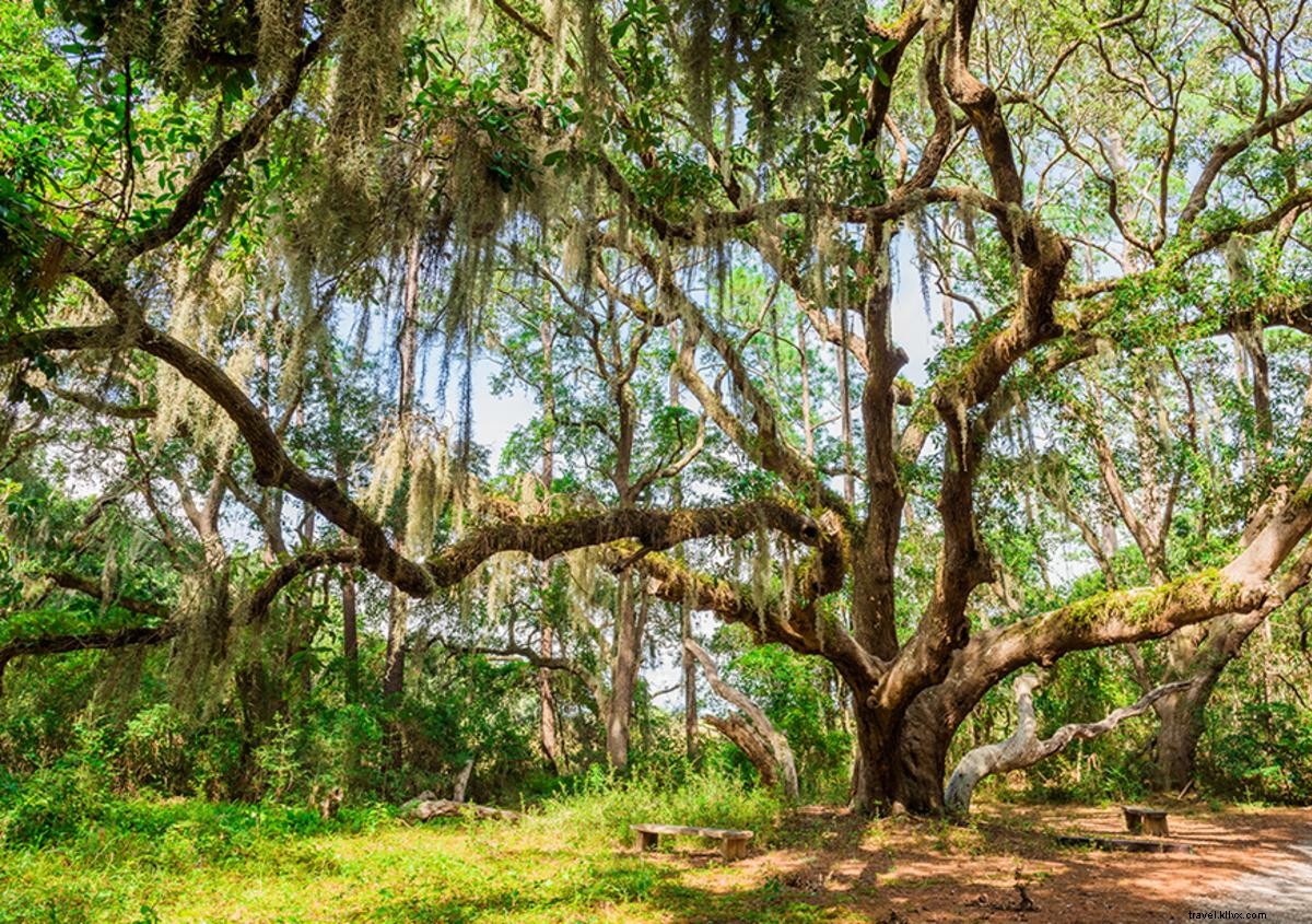 Top 6 Nature Trails in Georgia s Golden Isles: Ultimate Hiking Guide