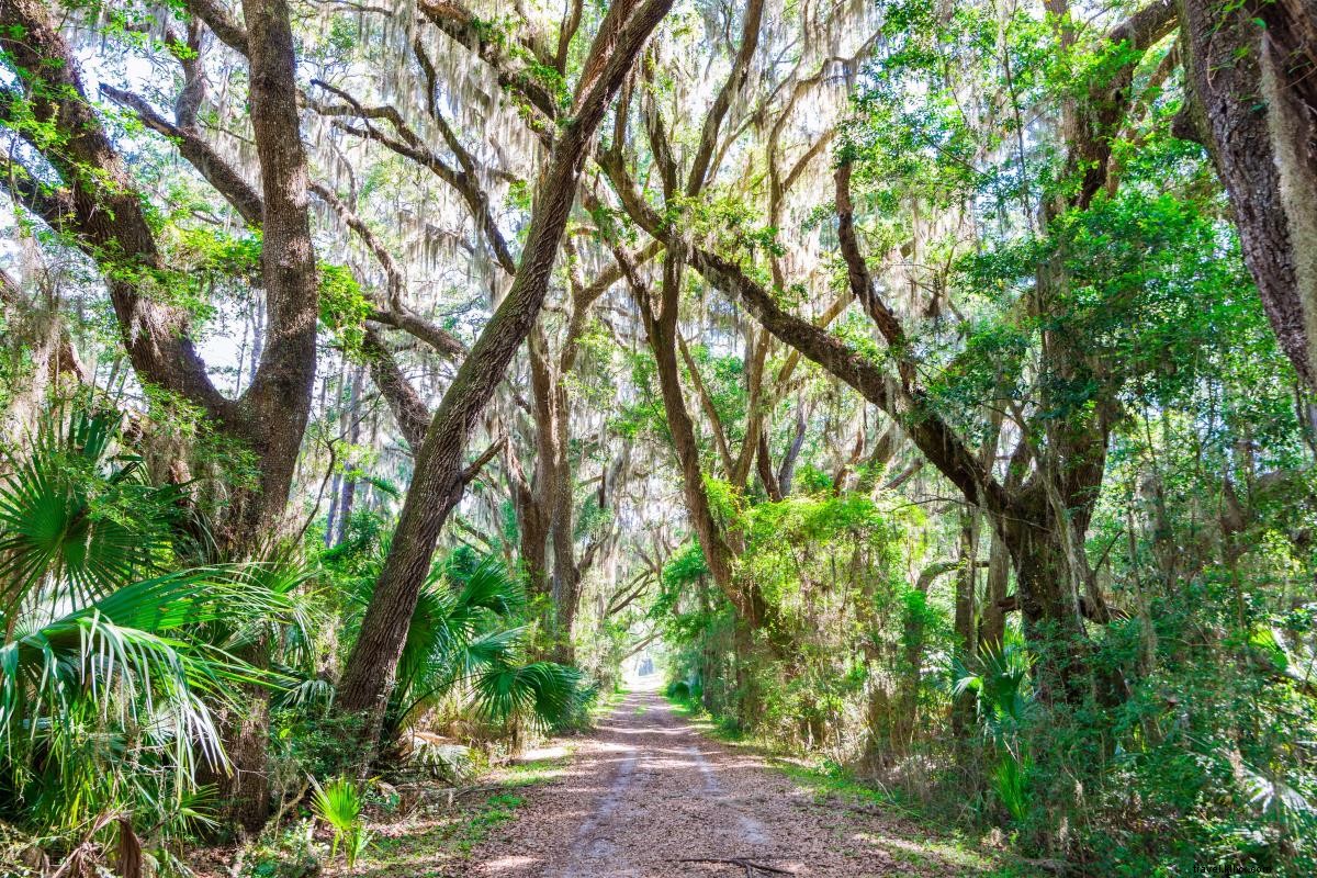 Top 6 Nature Trails in Georgia s Golden Isles: Ultimate Hiking Guide