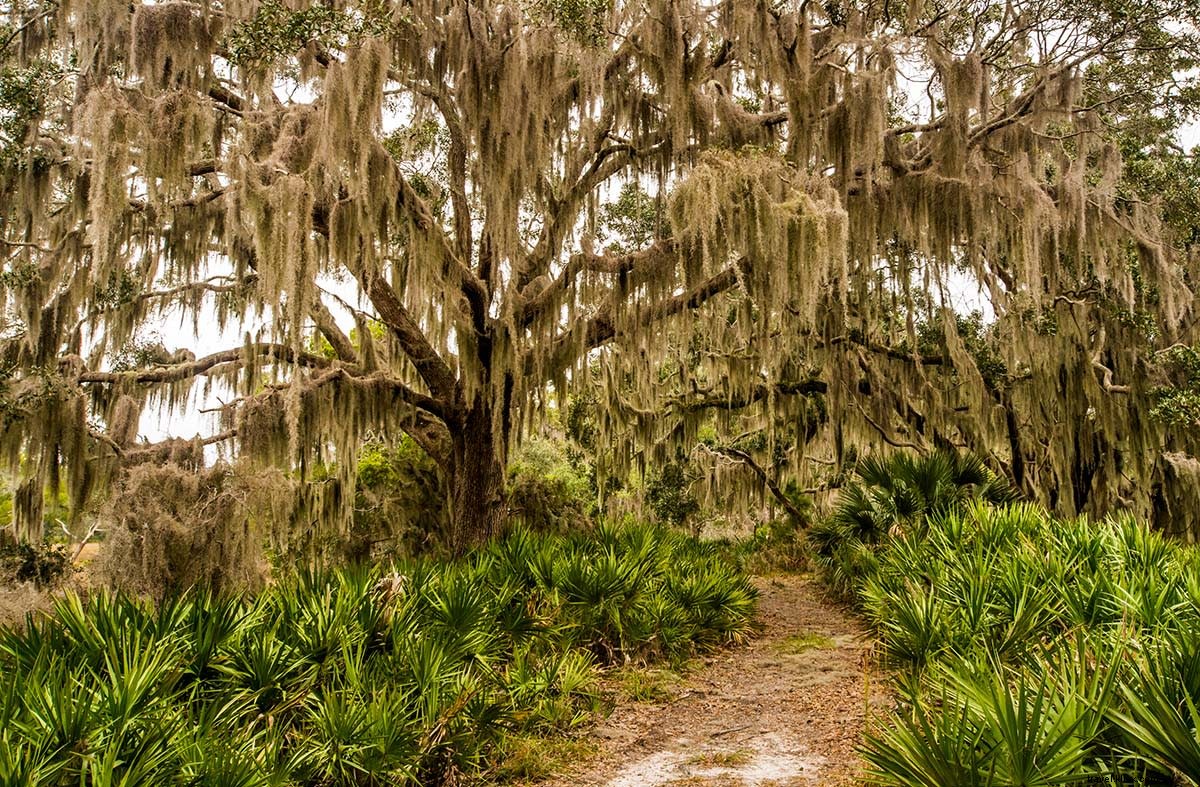 Top 6 Nature Trails in Georgia s Golden Isles: Ultimate Hiking Guide