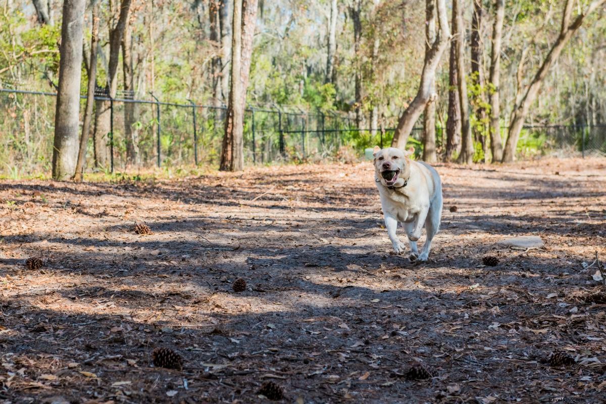 Ultimate Pet-Friendly Guide to Georgia s Golden Isles: Beaches, Parks, Dining & Stays from Local Dogs Ruby & Lola