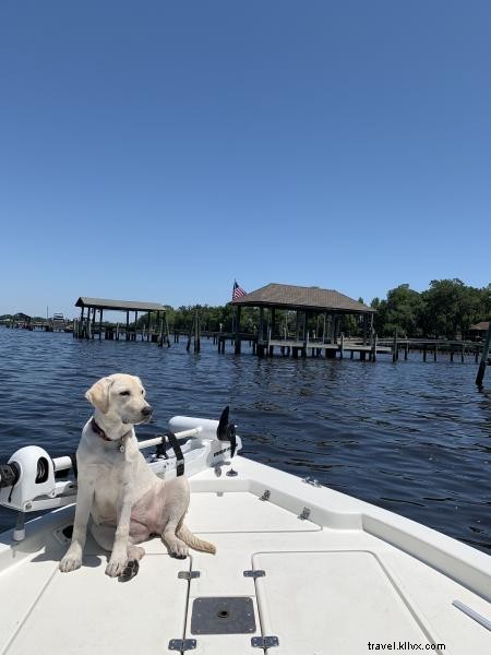 Ultimate Pet-Friendly Guide to Georgia s Golden Isles: Beaches, Parks, Dining & Stays from Local Dogs Ruby & Lola