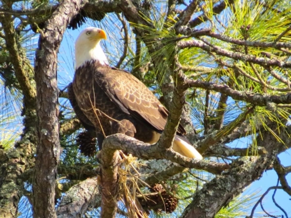 8 Compelling Reasons to Visit Georgia s Golden Isles This Winter