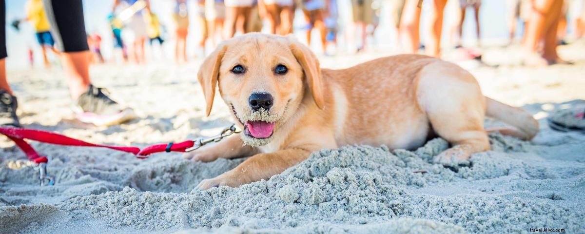 Top 4 Pet-Friendly Activities in Georgia s Golden Isles