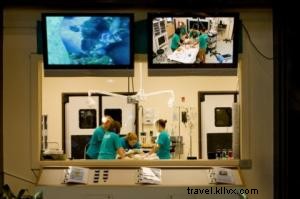 Dawn Patrol: Protecting Nesting Sea Turtles on Sea Island