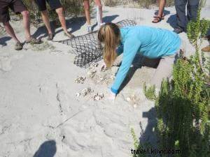 Dawn Patrol: Protecting Nesting Sea Turtles on Sea Island