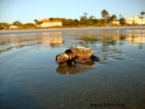 Dawn Patrol: Protecting Nesting Sea Turtles on Sea Island