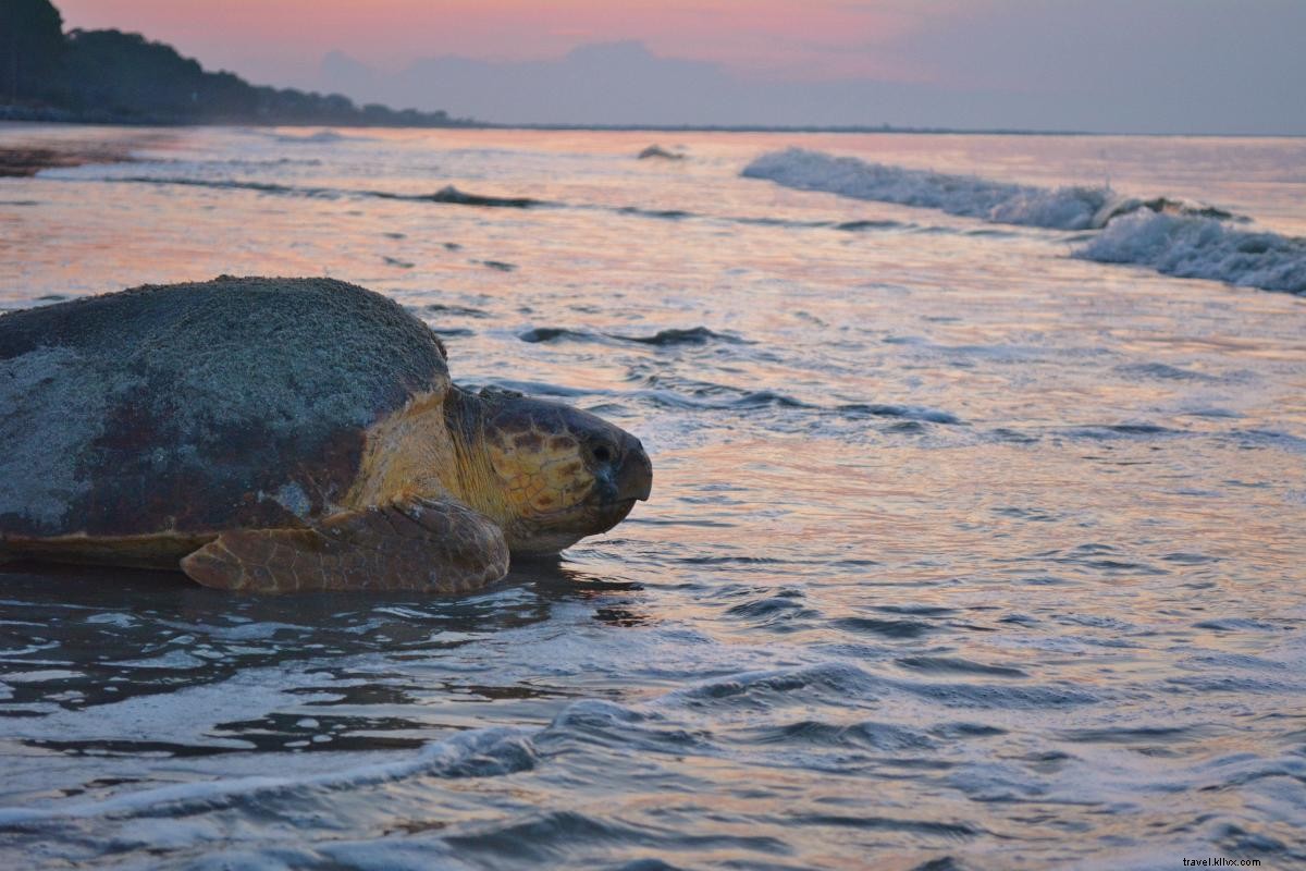 The Remarkable Journey of Loggerhead Sea Turtles in Georgia s Golden Isles