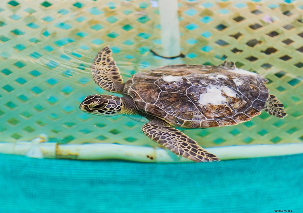 The Remarkable Journey of Loggerhead Sea Turtles in Georgia s Golden Isles