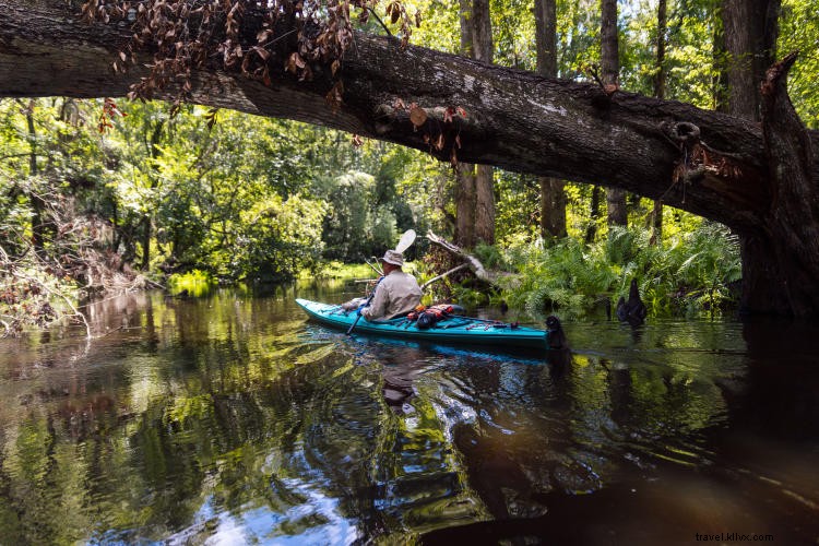 Discover Tampa Bay s Great Outdoors: Paddle, Hike, and Explore Nature