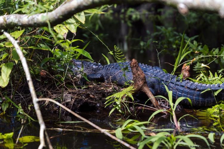 Discover Tampa Bay s Great Outdoors: Paddle, Hike, and Explore Nature