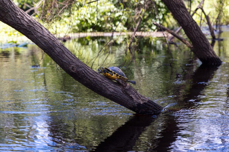Discover Tampa Bay s Great Outdoors: Paddle, Hike, and Explore Nature