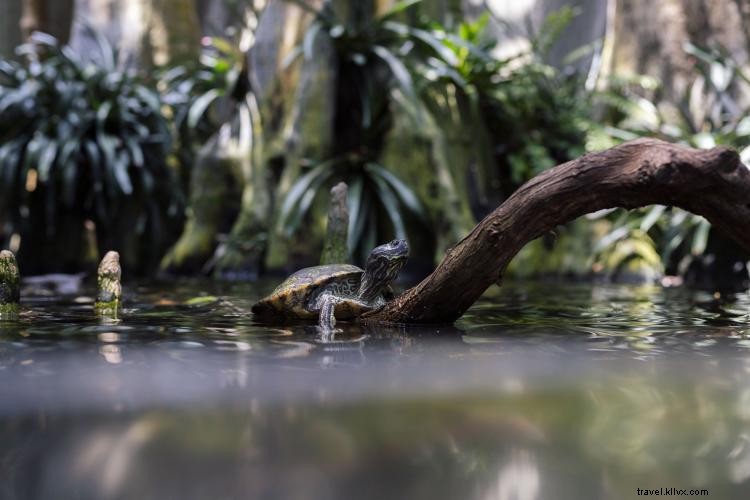 Discover Tampa Bay s Great Outdoors: Paddle, Hike, and Explore Nature