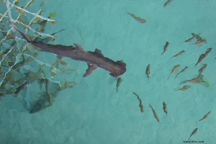 Discover Tampa Bay s Great Outdoors: Paddle, Hike, and Explore Nature