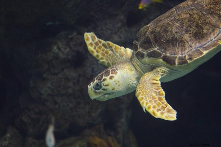 Discover Tampa Bay s Great Outdoors: Paddle, Hike, and Explore Nature