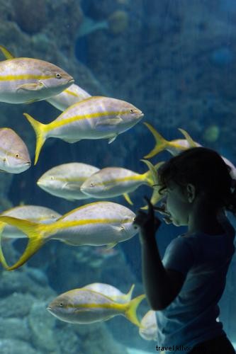 Discover Tampa Bay s Great Outdoors: Paddle, Hike, and Explore Nature