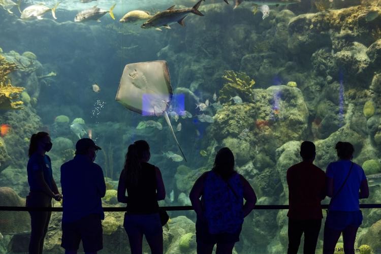 Discover Tampa Bay s Great Outdoors: Paddle, Hike, and Explore Nature