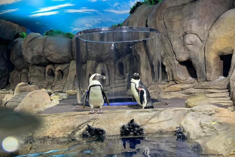 Festive Myrtle Beach Holiday Itineraries: Unforgettable Family Adventures and Getaways