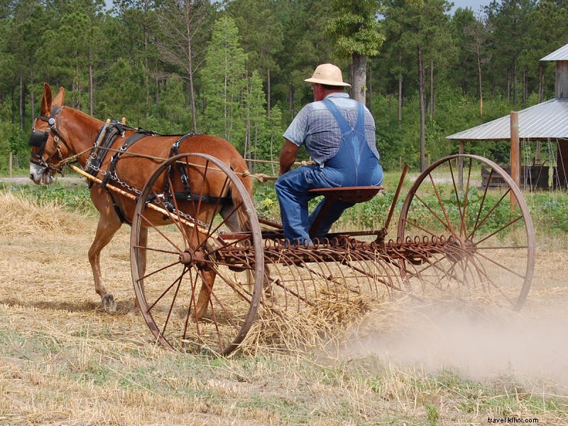 Discover Conway, South Carolina: Historic Charm, Riverfront Dining & Outdoor Adventures