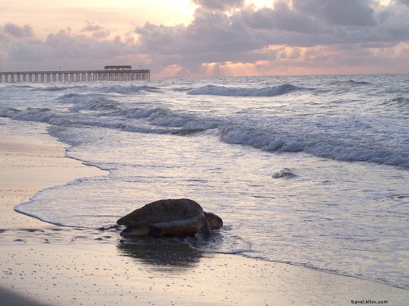 Earth Day in Myrtle Beach: Protecting Our Beaches, Wildlife, and Coastline Every Day